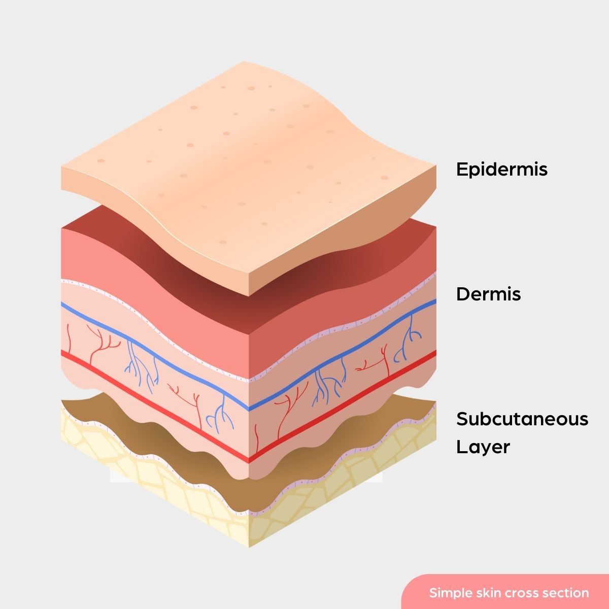 Simple Skin Cross Section